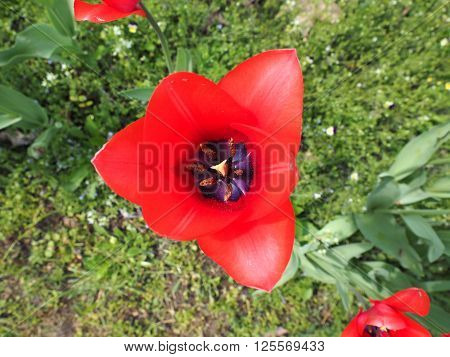 Red Tulips Flower