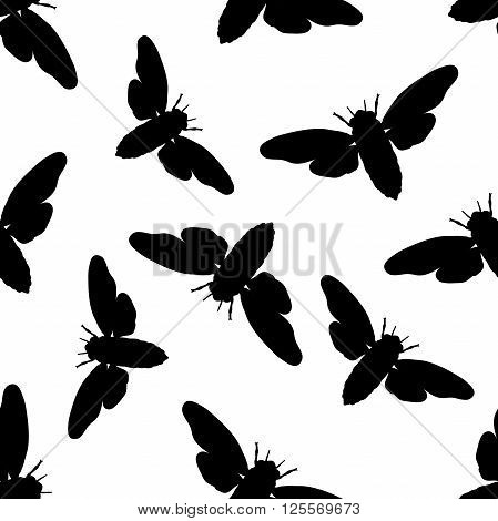 Seamless pattern with cicada . Cicadidae. Chremistica umbrosa.     hand-drawn cicada . Vector illustration