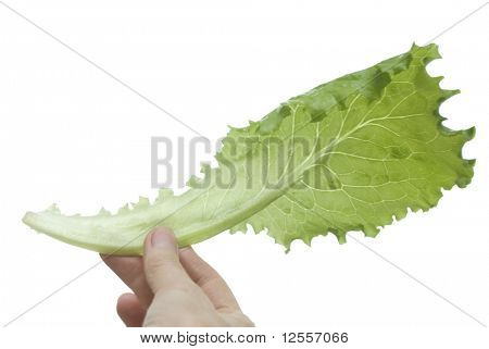 ขนของผักกาดหอมในมือ