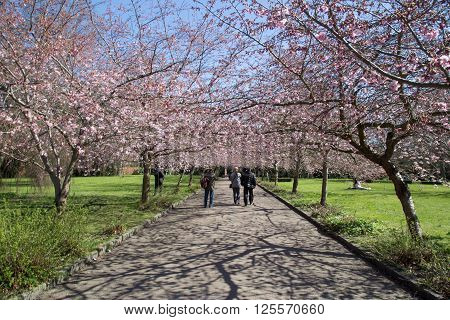 Copenhagen, Denmark - April 11, 2016: People enjoying cherry blossoms on Bispebjerg graveyard.