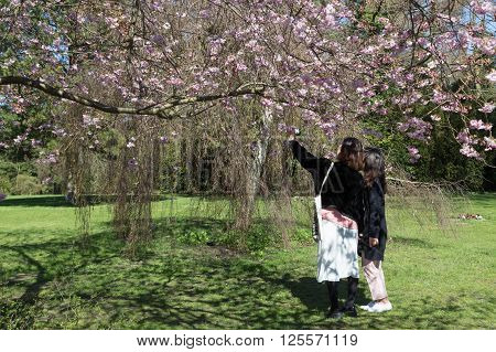 Copenhagen, Denmark - April 11, 2016: People enjoying cherry blossoms on Bispebjerg graveyard.