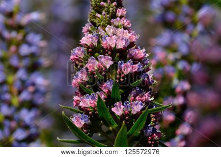 Tajinaste of colors in full splendor,early spring, Canary islands