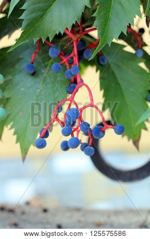 Plants 'the Maiden Grapes' (Partnenotsissus), bunch of grapes