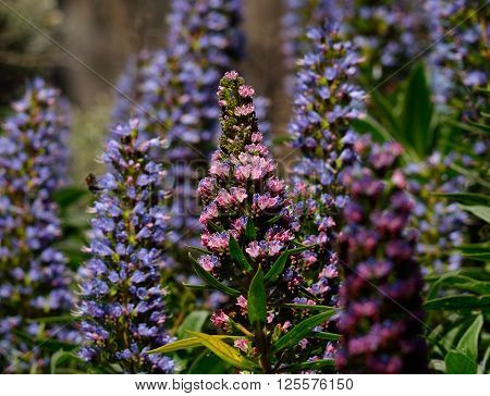 Tajinaste of colors in full splendor,early spring, Canary islands