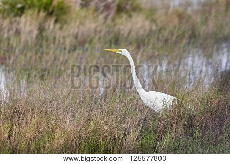 A large white great egret stalks prey in a grassy Florida wetland.