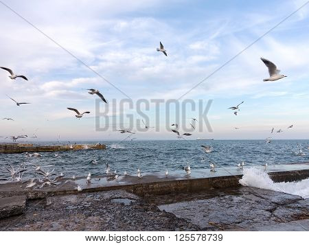 Seagulls Flying By Selective-focus And Blue Tone