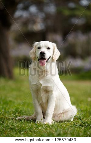 Pet , an adult dog breed white labrador, drooping ears, carefully watching , posing for a photograph sitting on the green grass in the summer the park for a walk