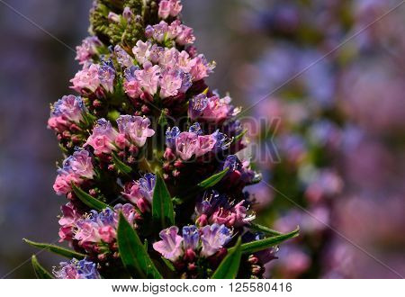 Tajinaste of colors in full splendor,early spring, Canary islands