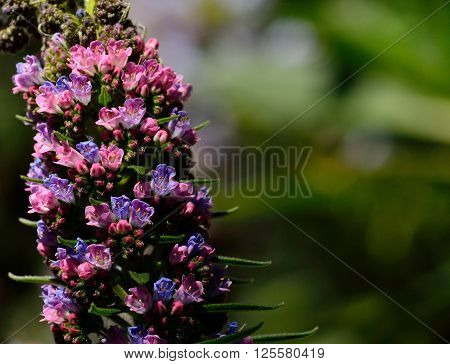 Tajinaste of colors in full splendor,early spring, Canary islands
** Note: Visible grain at 100%, best at smaller sizes