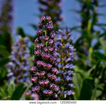 Tajinaste of colors in full splendor,early spring, Canary islands