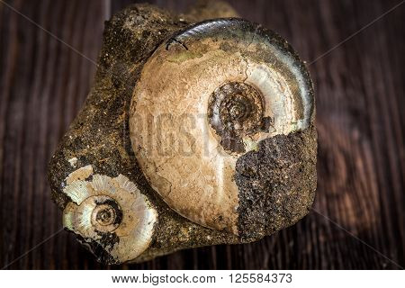 Variety Ammonites - fossil on a dark wooden background
** Note: Shallow depth of field