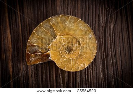 A polished half of fossil Ammonite on a dark wooden background