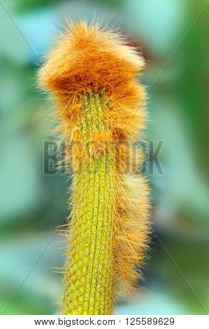 Cactus Espostoa with funny red hair.  Close up