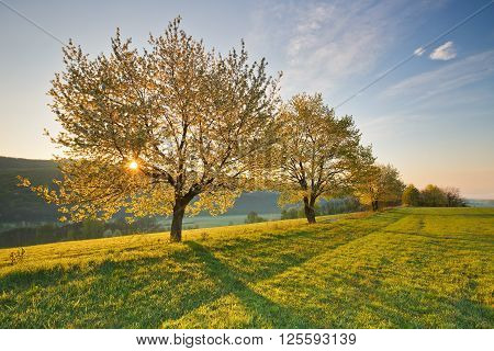 Rural landscape with bloooming cherry trees in Poltar region in central Slovakia.