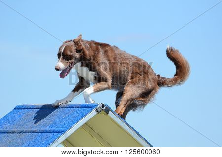 Border Collie Going Over an A-Frame at a Dog Agility Trial