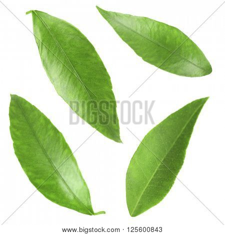 Green citrus leaves, isolated on white