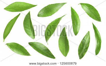 Green citrus leaves, isolated on white