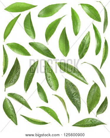 Green citrus leaves, isolated on white