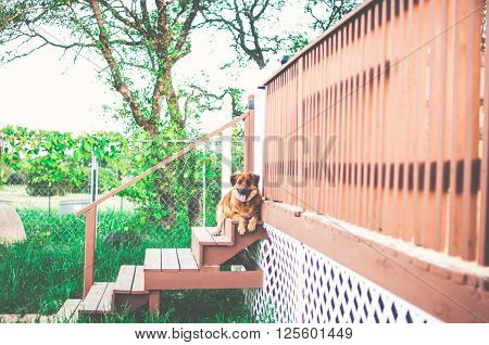 German shepherd dog sitting on stairs on green background