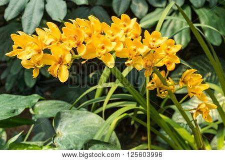 Spike Of Yellow Orchids