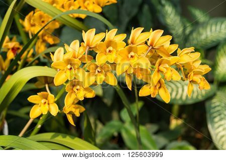 Spike Of Yellow Orchids