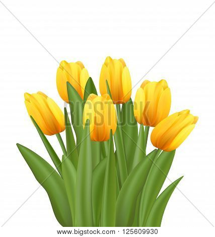 Illustration Beautiful Bouquet with Yellow Tulips Flowers Isolated on White Background - Vector