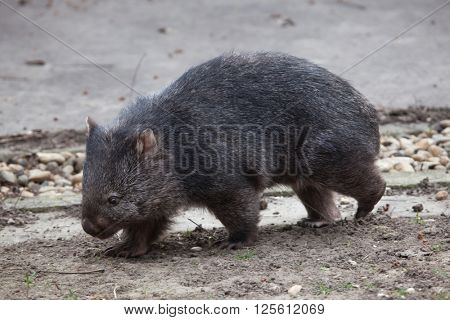 Common wombat (Vombatus ursinus). Wild life animal. 