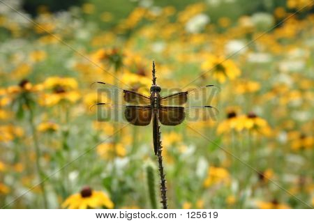 Dragonfly