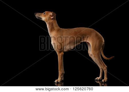 Italian Greyhound Dog Standing on Mirror and Looking up isolated on Black background Posing side view