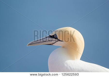 Northern Gannet Sitting On The Nest