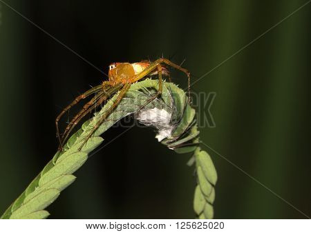 Lynx spider cowering protectively over its eggs
