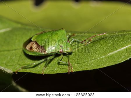 Green shield bug resting on a leave.