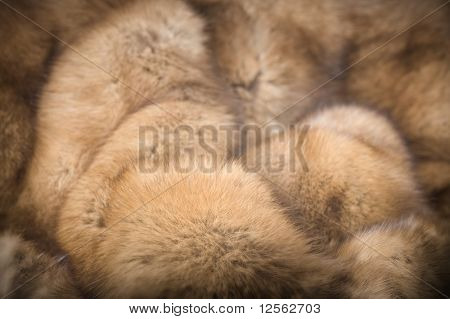 Luxe bont: Russisch Sable achtergrond