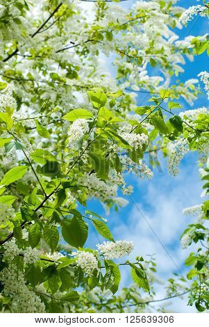 The Branches Bird Cherry Blossoms