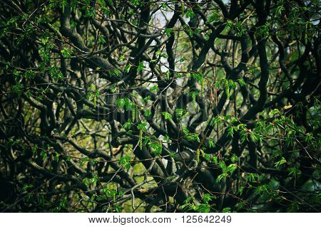 Impenetrable forest branches with young leaves early spring. Stylized picture for the background.