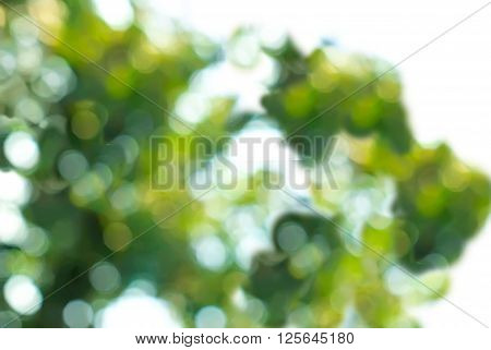 Abstract lilak background with natural bokeh tree
