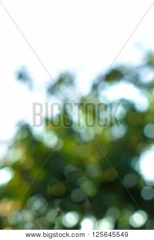 Abstract lilak background with natural bokeh tree