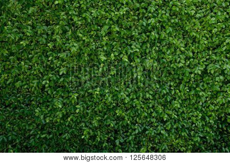 Fast grown green leave cover the wall.