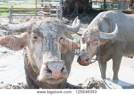 Albino water buffalo herd in a traditional thai farm with mud
