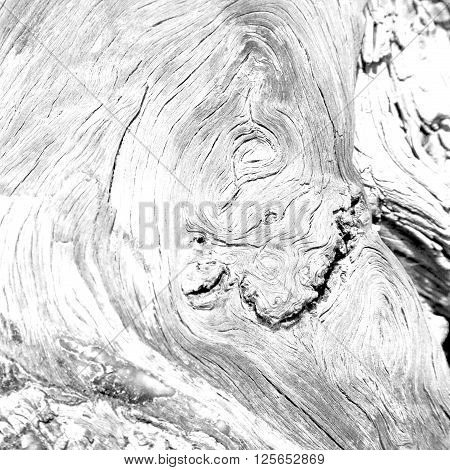 Barck In The Abstract Close Up Of A Tree Color And Texture