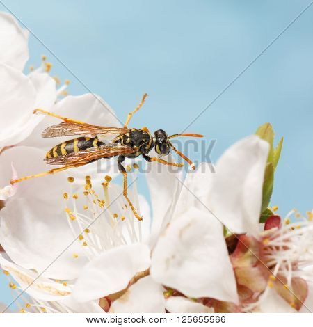closeup wasp (Polistes dominula) on flowers of apricot early spring