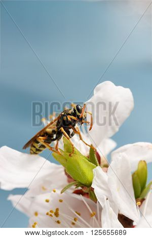 closeup wasp (Polistes dominula) on flowers of apricot early spring on sky background. Vertical composition