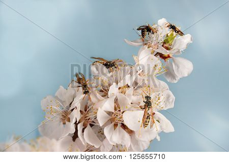 closeup many wasp (Polistes dominula) on flowers of apricot early spring on sky background.