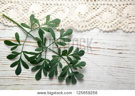 Rue herb plant. Lithuanian traditional plant, a symbol of virginity