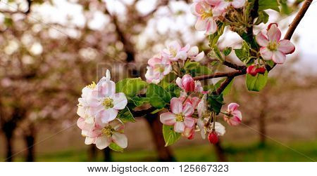 Picture of Aplle blossom in an orchard. Spring theme