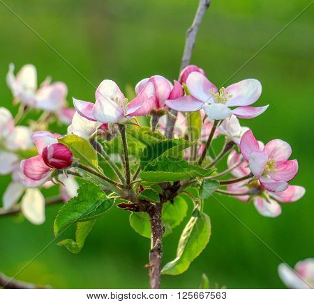 Picture of Aplle blossom in an orchard. Spring theme