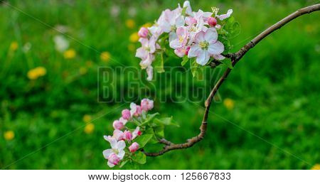 Picture of Aplle blossom in an orchard. Spring theme