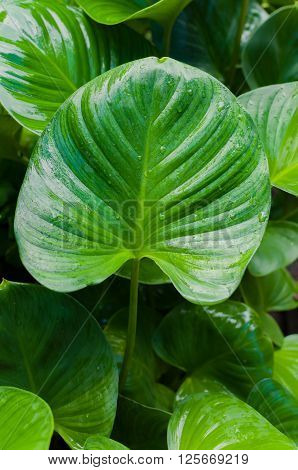 Big green leaf of a plant Eucharis