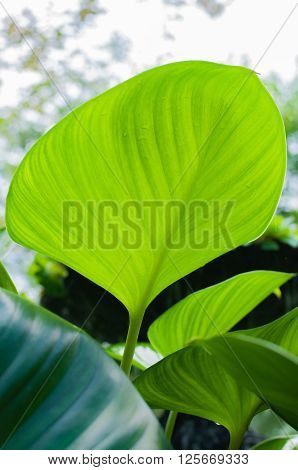 Big green leaf of a plant Eucharis