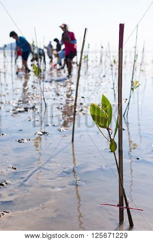 Young green mangrove tree planted by volunteers in a swamps at reserve site / save the world in Phuket Thailand